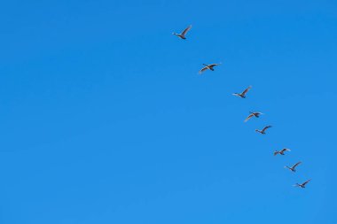Sonbaharda güneye uçan kuş sürüsü