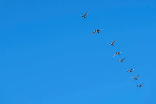 Flock of birds fly south in autumn — Stock Image Flock Birds Fly South Autumn Stock Picture