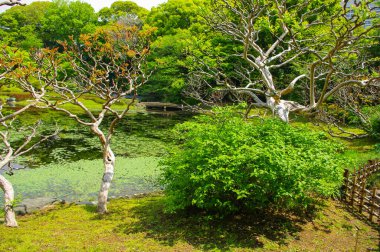 Tokyo, Japonya bahçeleri.