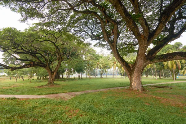 ต้นไม้ในสวนสาธารณะในสิงคโปร์ . — ภาพถ่ายสต็อก