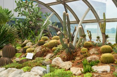 Singapur - Eylül, 2016 yaklaşık: Kaktüs Bahçe Singapur Changi Havaalanı'nda. Singapur Changi Havaalanı Singapore için birincil sivil Havaalanı ve Güneydoğu Asya'nın en büyük ulaşım merkezleri biridir.