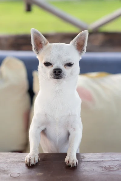 Porträt eines weißen Chihuahua — Stockfoto