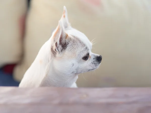 Chihuahua en el perfil —  Fotos de Stock