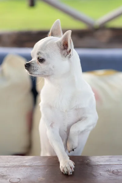 Chihuahua blanco en la mesa —  Fotos de Stock