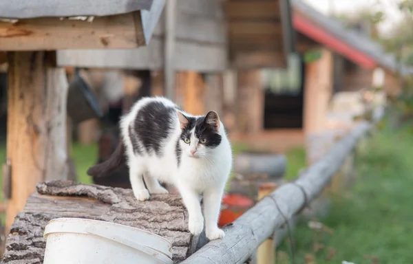Katt på en gård i byn — Stockfoto