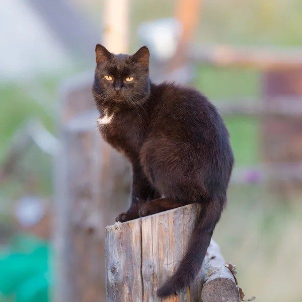 Schwarze Katze auf einem Holzzaun — Stockfoto