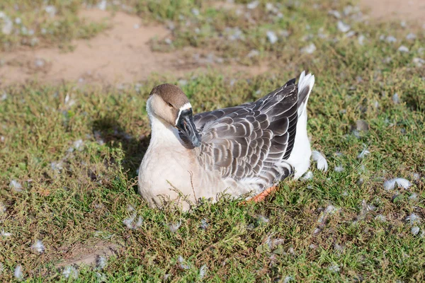 Goose liggande på gräset — Stockfoto