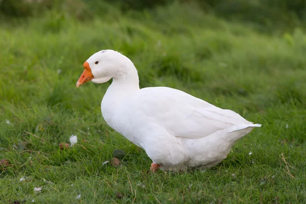 Ritratto di un'oca bianca — Foto Stock