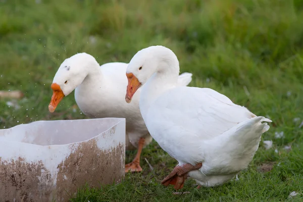 White geese drinking water — Stock Photo, Image