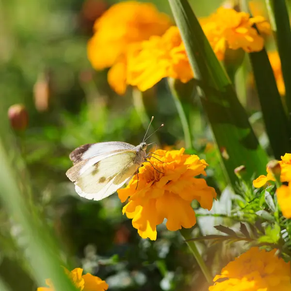 Papillon assis sur un souci jaune — Photo