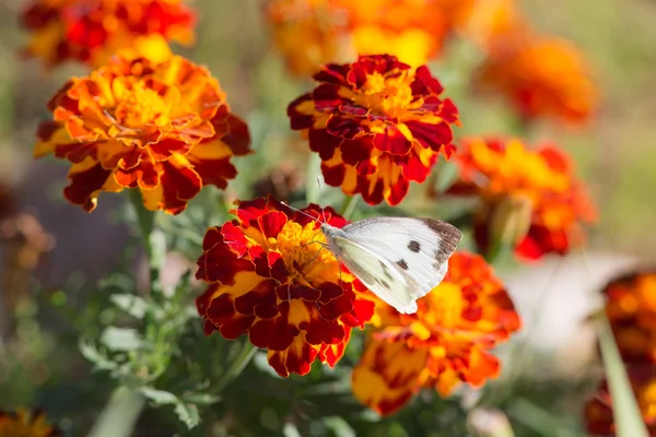 Farfalla su calendule gialle e rosse — Foto Stock