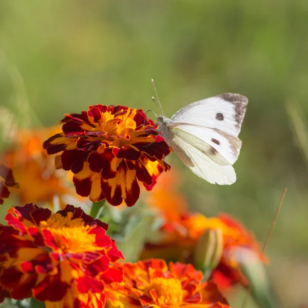 Papillon blanc gros plan — Photo