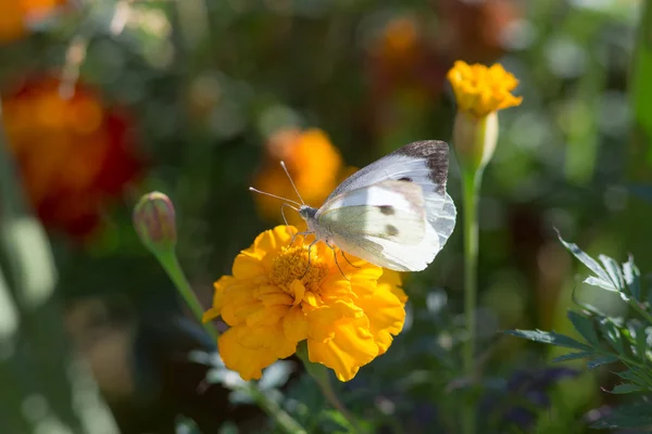 Papillon blanc sur un souci jaune — Photo