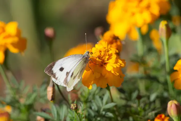 Butterfly on marigold closeup — Stock Photo, Image