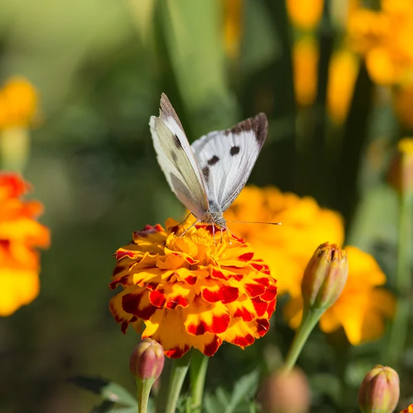 Белая бабочка крупным планом — стоковое фото