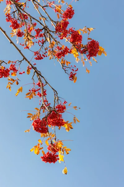 Branches de rowan avec des baies mûres — Photo