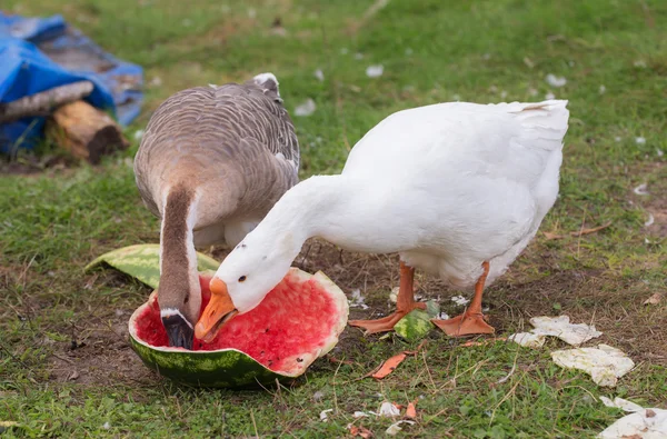 İki yemek karpuz kaz — Stok fotoğraf