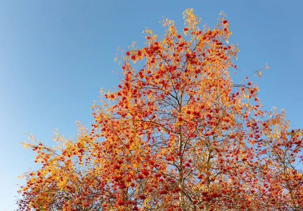 Rowan árbol en otoño — Foto de Stock
