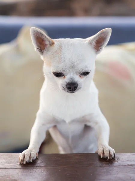 Portrait of chihuahua — Stock Photo, Image