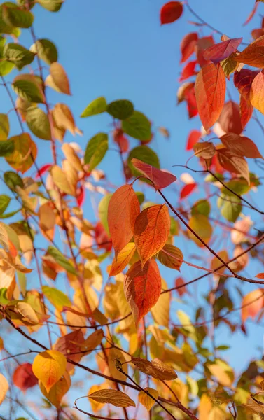 Feuilles d'automne contre le ciel — Photo