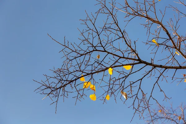 Letzte gelbe Blätter im Herbst — Stockfoto