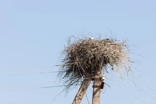 Гнездо на электрическом столбе — стоковое фото