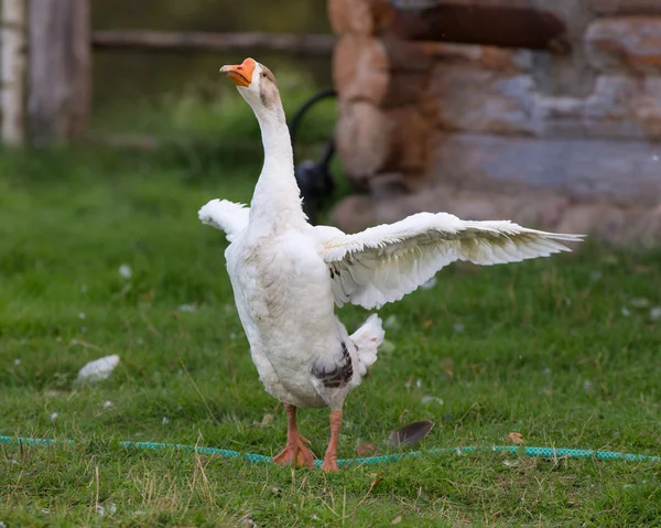 Retrato de um ganso branco — Fotografia de Stock