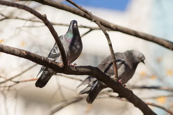 两个坐在一棵树上的鸽子 — 图库照片