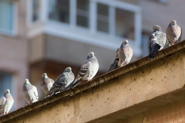Flock of pigeons — Stock Photo, Image