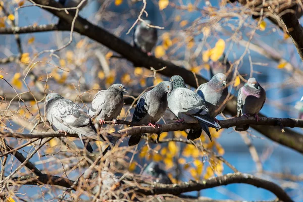 坐在树枝上，在秋天的鸽子 — 图库照片