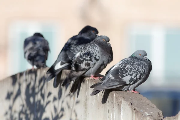 Tauben auf einer Steinmauer — Stockfoto