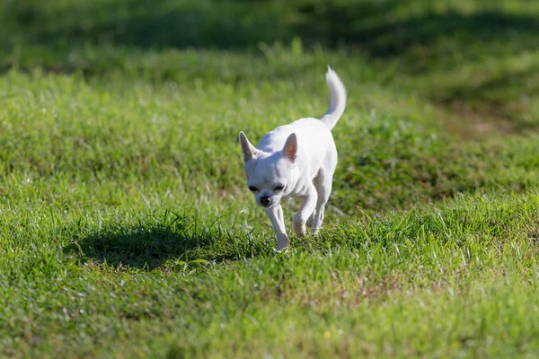 Chihuahua correndo na grama verde — Fotografia de Stock