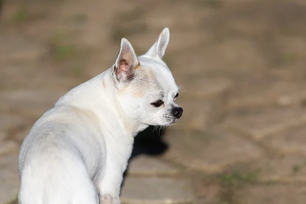 Vit chihuahua porträtt — Stockfoto