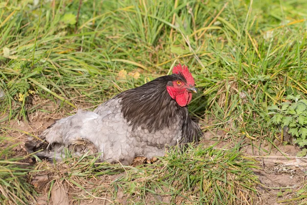 Hahn liegt im Gras — Stockfoto