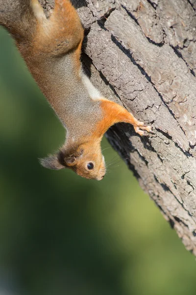 Retrato de una ardilla — Foto de Stock