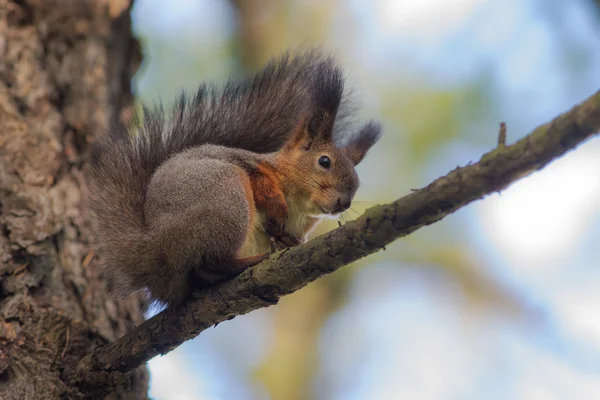 Squirrel on a tree closeup Royalty Free Stock Photos