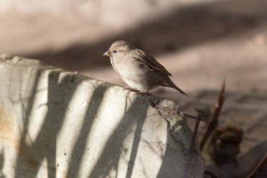 bir beton blok üzerinde serçe