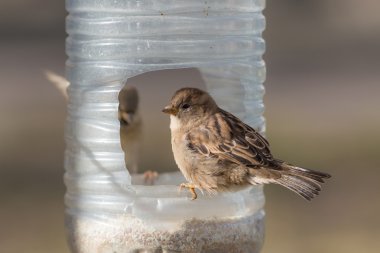 Plastik bir yalak üzerinde iki serçeler