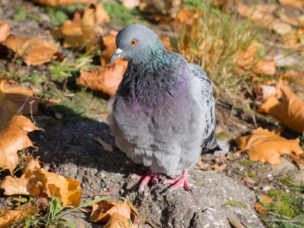 Pigeon close up — Stock Photo, Image