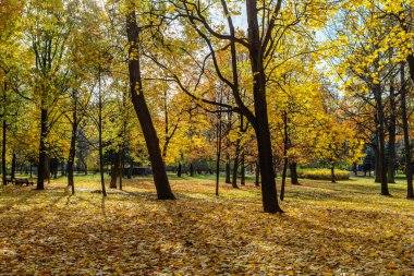 güneşli bir sonbahar manzarası