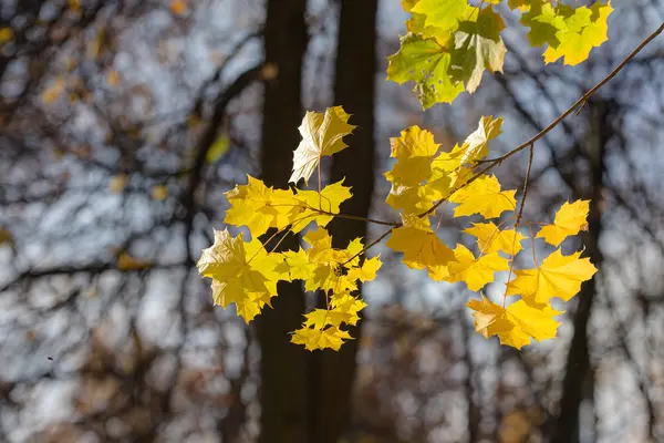 Branche de l'érable d'automne — Photo