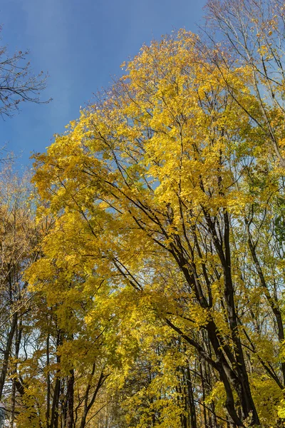 有郁郁葱葱的金色叶子的枫树 — 图库照片
