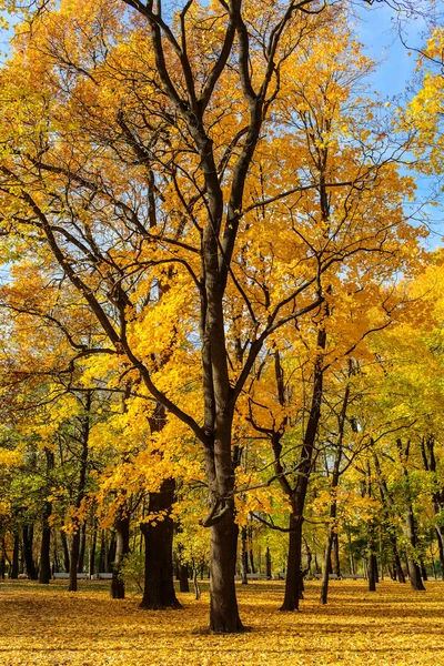 Landschap met autumn maple bomen — Stockfoto