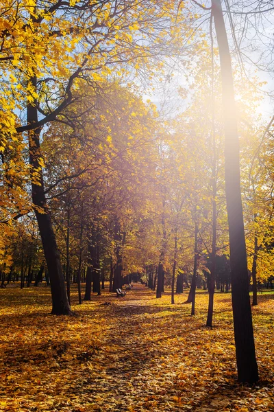 Herfstzon in het park — Stockfoto