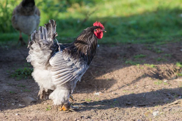 Hahn auf Bauernhof aus nächster Nähe — Stockfoto