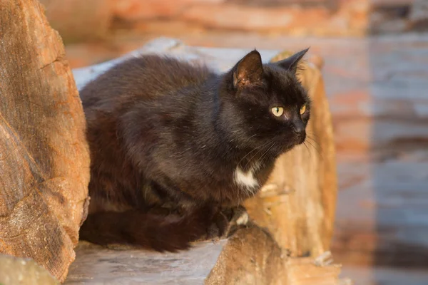 Ritratto di un gatto nero — Foto Stock