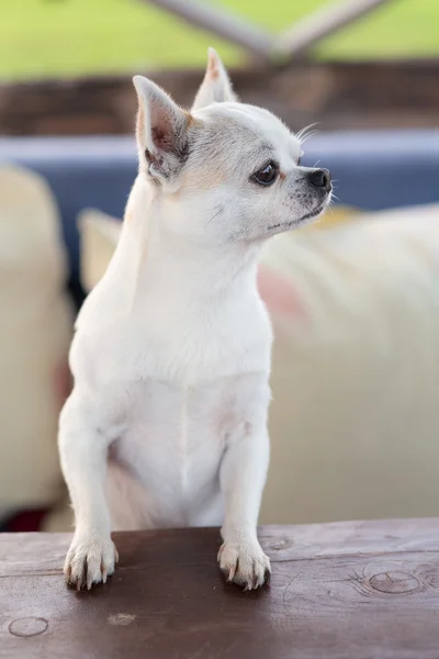 Chihuahua en la mesa —  Fotos de Stock