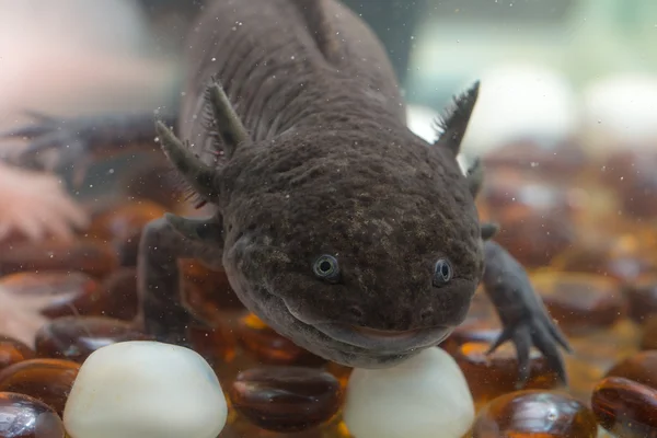 Curioso axolotl primer plano — Foto de Stock