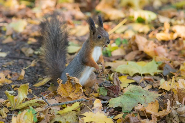 Squirrel with a nut — Stock Photo, Image