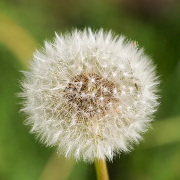 Paardenbloem op een groene achtergrond — Stockfoto